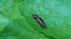 Elateridae