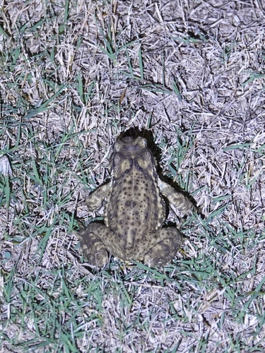 Asiatic Toad