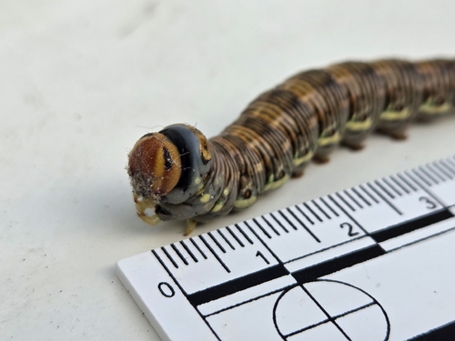 Pine Hawkmoth