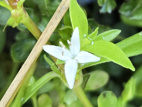 diamond-flowers