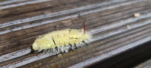 Pale Tussock Moth
