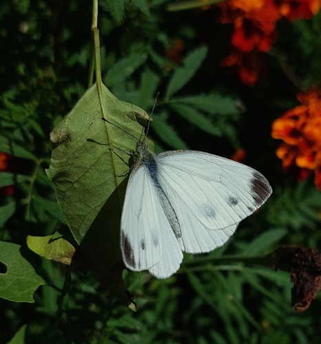 Asian Green-veined White