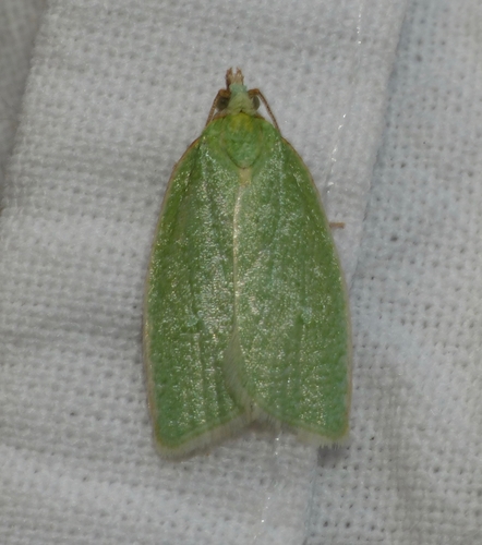 Tortrix viridana
