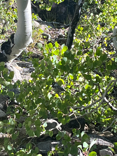 iNaturalist observation photo of Mountain Chickadee