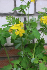 Chelidonium majus