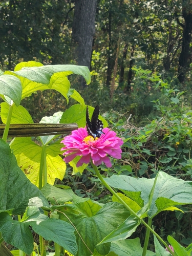 Pipevine Swallowtail