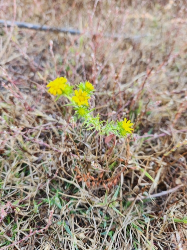 Centromadia pungens observed 2026-09-09