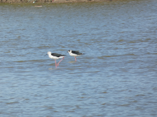 iNaturalist image