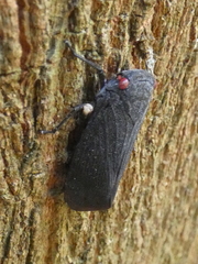 Acraephia perspicillata