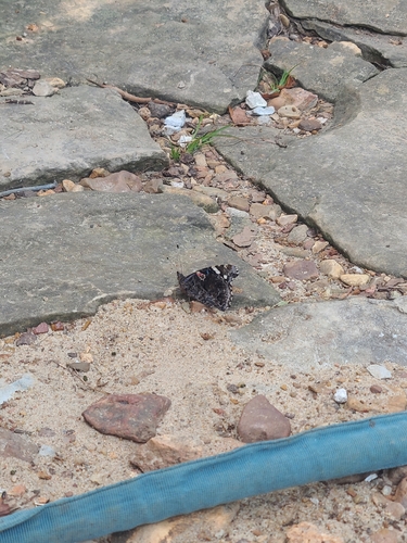 Red Admiral