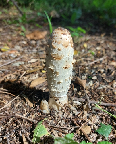 Shaggy Mane