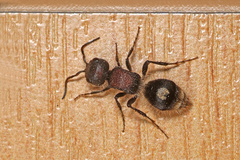 Sigilla dorsata