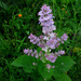 Salvia sclarea - Photo (c) flora cyclam, algunos derechos reservados (CC BY-NC-SA)