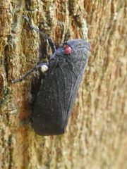 Acraephia perspicillata