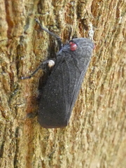 Acraephia perspicillata