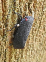 Acraephia perspicillata