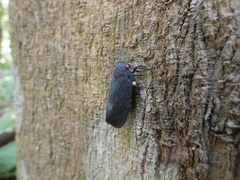 Acraephia perspicillata