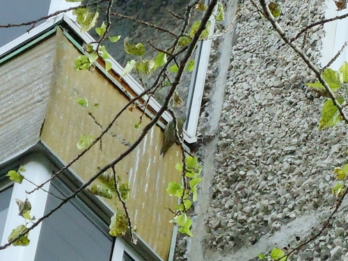 Grey-headed Woodpecker
