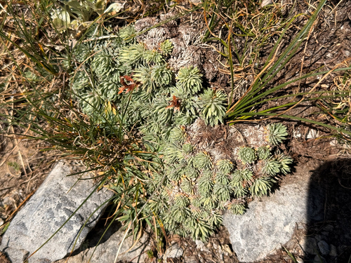 Saxifraga sempervivum, photograph 2