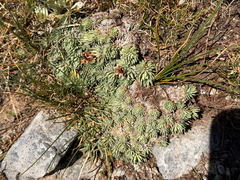 Saxifraga sempervivum, photograph author not stated, no rights reserved