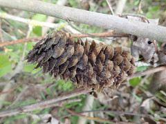 Pucciniastrum areolatum