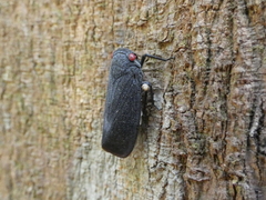 Acraephia perspicillata