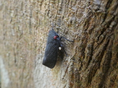 Acraephia perspicillata