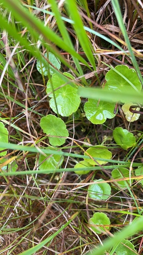Marsh Pennywort
