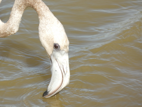 iNaturalist image