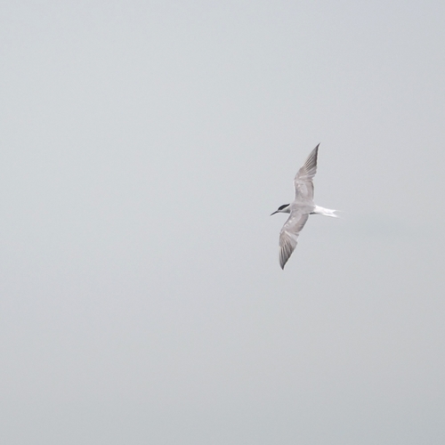 iNaturalist image