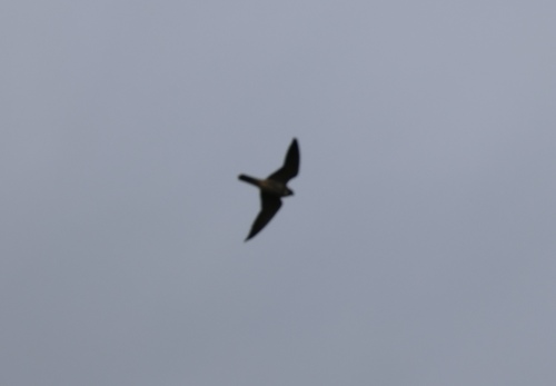 Eurasian Hobby