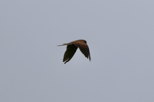 Eurasian Kestrel