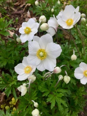 Anemonoides sylvestris