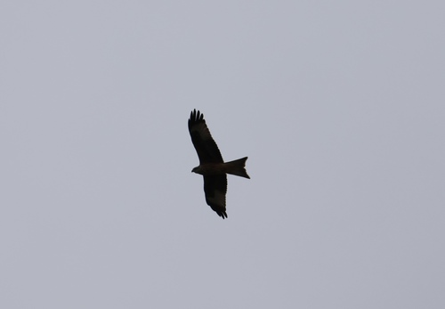 Red Kite