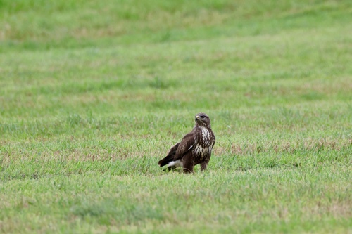 Common Buzzard