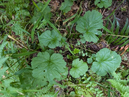 Geum macrophyllum, photograph 6