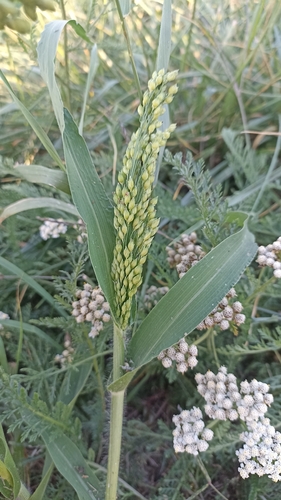 Proso Millet