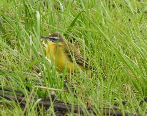 iNaturalist image