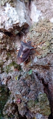Forest Bug