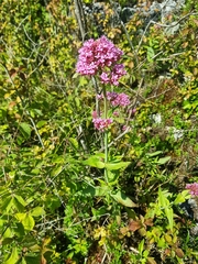 Centranthus ruber