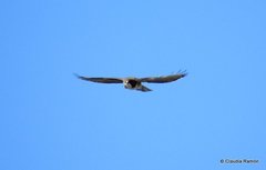 Buteo albigula