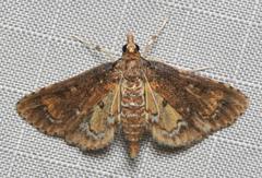 Niphograpta albiguttalis