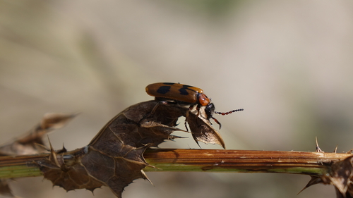 Lytta quadrimaculata