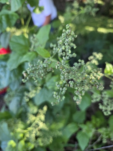 American maple-leaved goosefoot