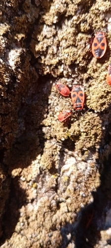 European Firebug