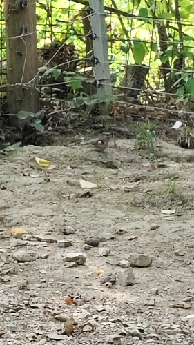 Common Chaffinch