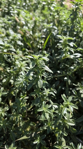 Westamerikanischer Fuchsschwanz