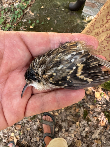Short-toed Treecreeper