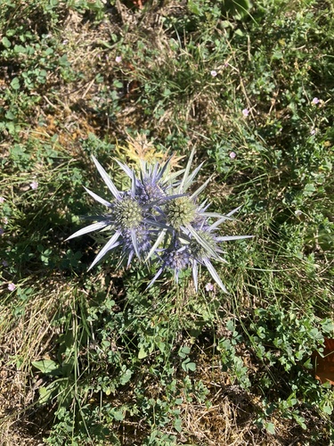 Italian Eryngo