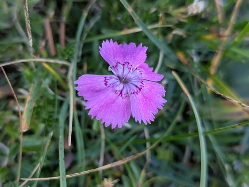 Dianthus alpinus